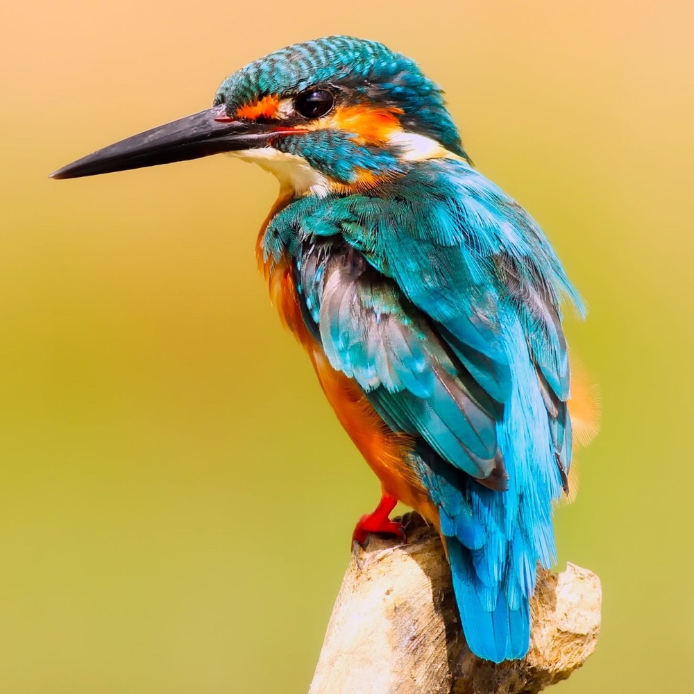 Meet your Posher, Eden